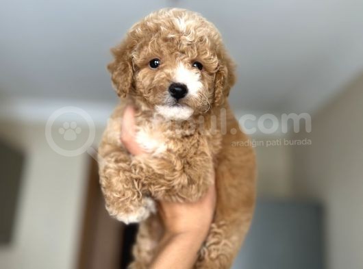 Sevi̇mli̇ Toy Poodle Bebeği̇mi̇z görsel