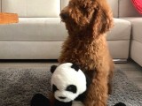 Red Brown Labradoodle Medium Ve Dev  Boyut