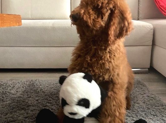 Red Brown Labradoodle Medium Ve Dev  Boyut görsel