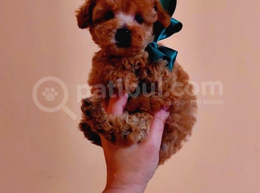Red Brown Garantili Secereli Anne Babadan Poodle Toy