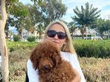 Red Brown Labradoodle Medium Ve Dev  Boyut