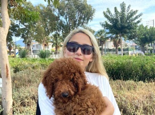 Red Brown Labradoodle Medium Ve Dev  Boyut görsel