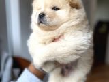 Chow Chow Yavrumuz Hazır