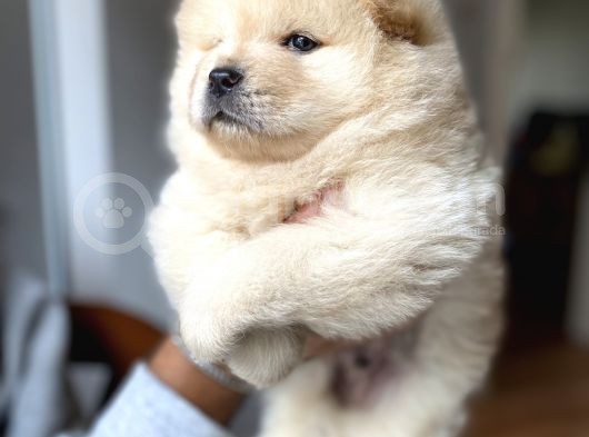 Chow Chow Yavrumuz Hazır görsel