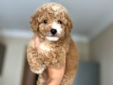 Sevi̇mli̇ Toy Poodle Bebeği̇mi̇z