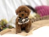 Safkan Red Toy Poodle Yavrular