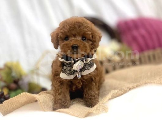 Safkan Red Toy Poodle Yavrular