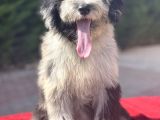 Blue Merle Mavi Göz Amerikan Gen Bernedoodle