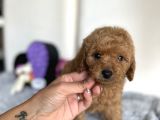 Red Mi̇ni̇ Toy Poodle Bebeği̇mi̇z