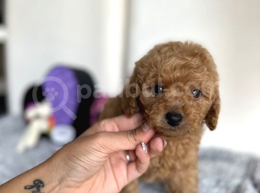 Red Mi̇ni̇ Toy Poodle Bebeği̇mi̇z görsel
