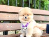 Pomeranian Boo Teddy Face Erkek Yavrumuz