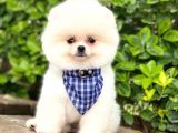 Pomeranian Boo Teddy Face Dişi Yavrumuz