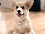 En Güzel Pembroke Corgi Bebekler Türkiye’de
