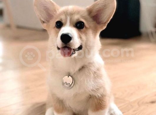 En Güzel Pembroke Corgi Bebekler Türkiye’de