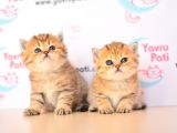 Muhteşem Bebkler Golden Bri̇ti̇sh Shorthai̇r