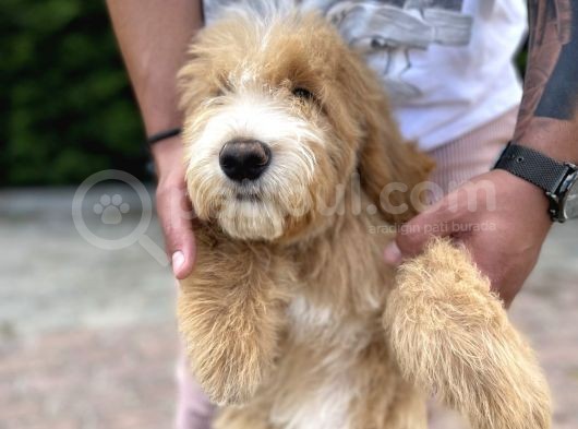 Amerikan Gen Türkiye’nin Tek Goldendoodle Bebekleri görsel
