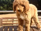Türkiye’nin Tek Labradoodle Yavruları Amerikan Gen