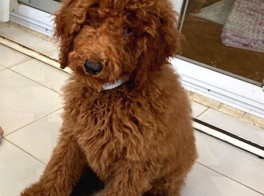 Red Brown Labradoodle Medium Ve Dev  Boyut görsel
