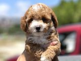 Show Kalite Maltipoo Bebekler