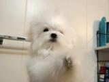 A Kalitede Safkan Secereli Maltese Terrier Yavruları