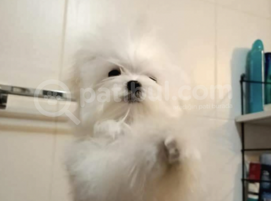 A Kalitede Safkan Secereli Maltese Terrier Yavruları görsel