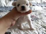 A Kalitede Safkan Secereli Maltese Terrier Yavruları