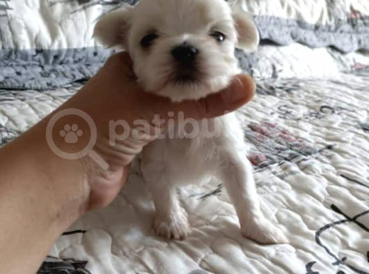A Kalitede Safkan Secereli Maltese Terrier Yavruları görsel