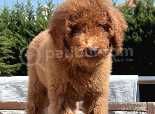 Dev Poodle Standart Boy Yavrular Her Renk Mevcut görsel