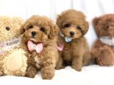 Safkan Toy Poodle Bebekler