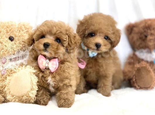 Safkan Toy Poodle Bebekler görsel