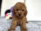 Red Mi̇ni̇ Toy Poodle Bebeği̇mi̇z