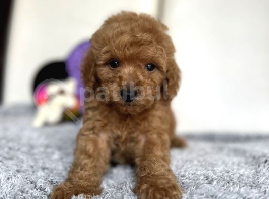 Red Mi̇ni̇ Toy Poodle Bebeği̇mi̇z görsel