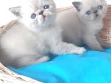 Exotic Shorthair Yavrular