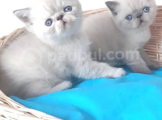Exotic Shorthair Yavrular görsel