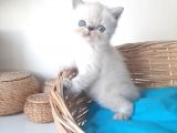 Exotic Shorthair Yavrular