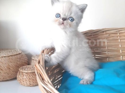 Exotic Shorthair Yavrular görsel