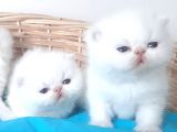 Exotic Shorthair Yavrular