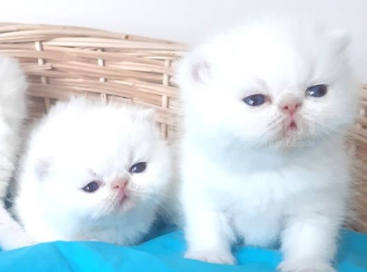Exotic Shorthair Yavrular görsel