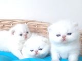 Exotic Shorthair Yavrular