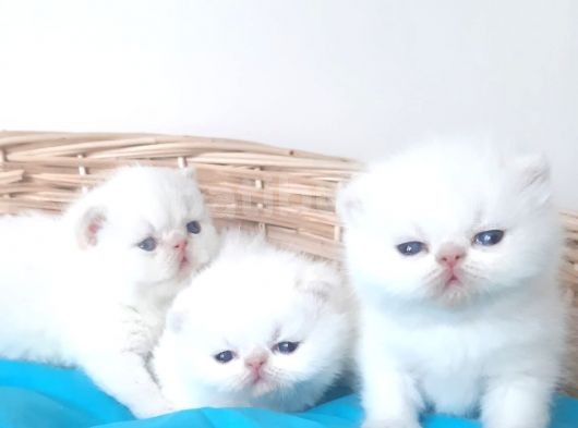 Exotic Shorthair Yavrular