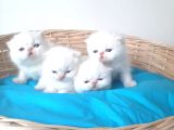 Exotic Shorthair Yavrular