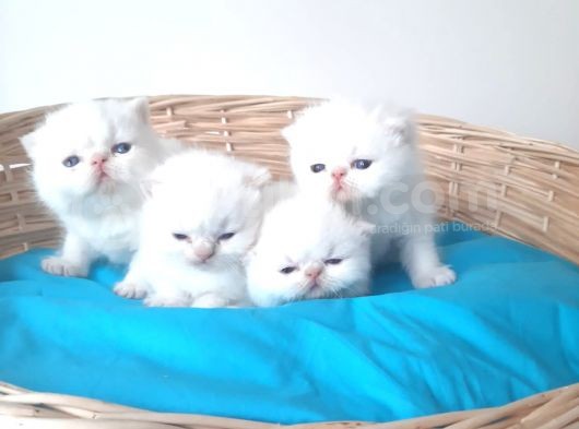 Exotic Shorthair Yavrular görsel