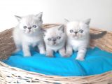 Exotic Shorthair Yavrular