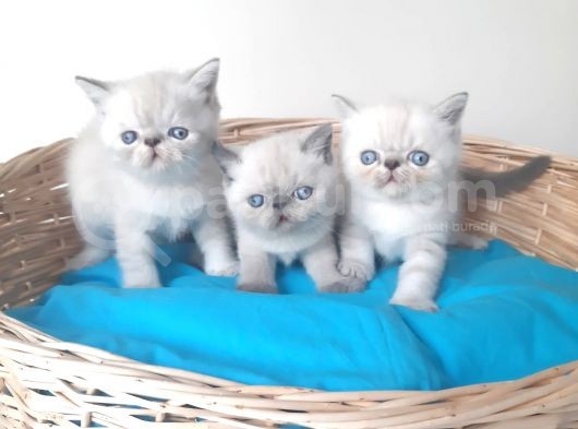 Exotic Shorthair Yavrular görsel