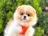 Pomeranian Boo Çocuklarımız