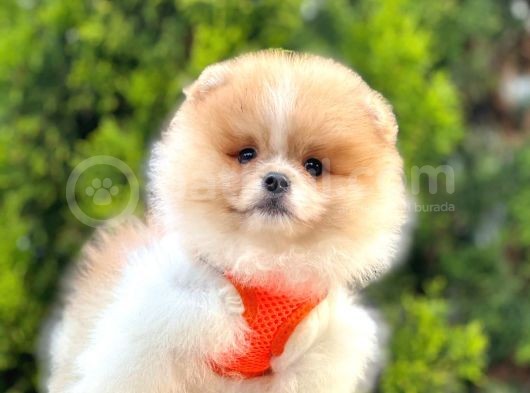 Pomeranian Boo Çocuklarımız
