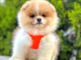 Pomeranian Boo Çocuklarımız