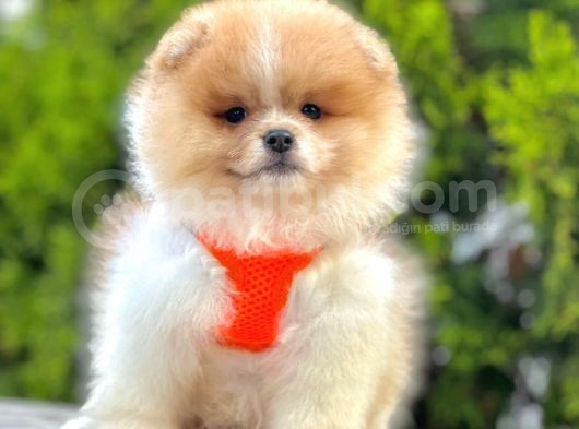 Pomeranian Boo Çocuklarımız görsel