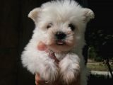 Teacup Maltese Terrier Çocuklarımız