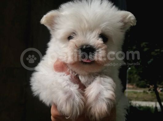 Teacup Maltese Terrier Çocuklarımız